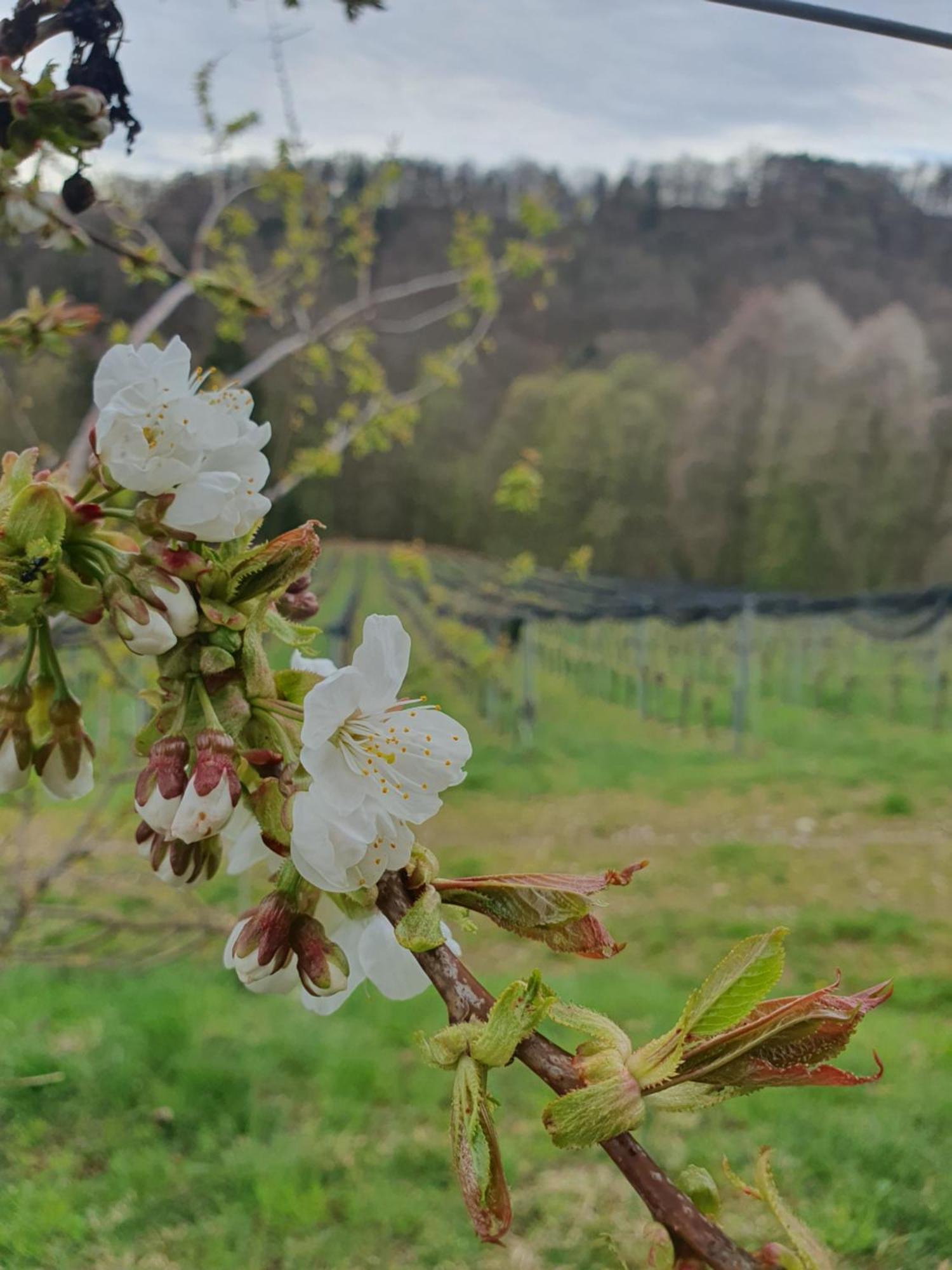 Weingut Pugl Apartment Лайбниц Екстериор снимка
